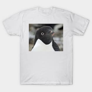 Curious Penguin T-Shirt